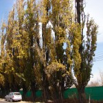 Álamo guardia vieja