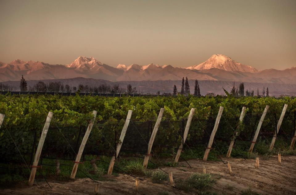 viñedos