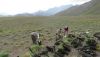 El cóndor andino está al borde de la extinción