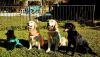 Amor animal: Terapia asistida con perros