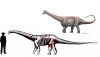 Hallazgo científico: Descubren uno de los últimos titanosaurios en el desierto de Atacama, Chile