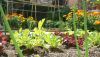 Huerta en casa: Colores que invaden el jardín