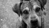 “Ayudanos a cambiar una vida”: la campaña de Perros Protegidos