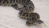 Advierten la presencia de serpientes venenosas en Chacras